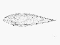 Cynoglossus senegalensis